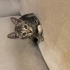 YAVRU KEDİ TEKİRDAĞ SÜLEYMANPAŞA fotoğraf