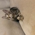 YAVRU KEDİ TEKİRDAĞ SÜLEYMANPAŞA fotoğraf
