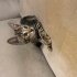 YAVRU KEDİ TEKİRDAĞ SÜLEYMANPAŞA fotoğraf