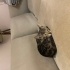 YAVRU KEDİ TEKİRDAĞ SÜLEYMANPAŞA fotoğraf