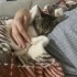 YAVRU KEDİ TEKİRDAĞ SÜLEYMANPAŞA fotoğraf