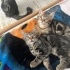 2 minik kardeşler için yuva fotoğraf