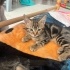 2 minik kardeşler için yuva fotoğraf