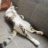 TEKİR KISIR KEDİME SICAK YUVA ACİLL