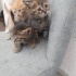 Merzifon Ücretsiz Sahiplendirme