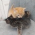 Merzifon Ücretsiz Sahiplendirme fotoğraf