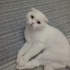 Lokuma sevgi dolu yuva fotoğraf