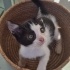 DÜNYANIN EN CANAYAKİN KEDİSİ YUVA ARİYOR