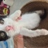 DÜNYANIN EN CANAYAKİN KEDİSİ YUVA ARİYOR fotoğraf