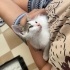 2,5 aylık oyuncu ve kucakçı Totoro fotoğraf
