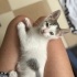 2,5 aylık oyuncu ve kucakçı Totoro fotoğraf