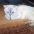 Ücretsiz sahiplenme British kedi acil yuva fotoğraf