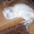 Ücretsiz sahiplenme British kedi acil yuva fotoğraf