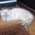 Ücretsiz sahiplenme British kedi acil yuva fotoğraf