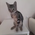 Engelli Canlara Öncelik fotoğraf