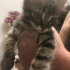 Birbuçuk Aylık Minik Oğluş Yuva Arıyor fotoğraf