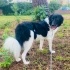 1 yaşında Border Collie kız, Çipli aşıları tam eğitimli, barınaktan kurtarıldı🐶 fotoğraf