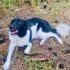 1 yaşında Border Collie kız, Çipli aşıları tam eğitimli, barınaktan kurtarıldı🐶 fotoğraf