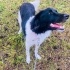 1 yaşında Border Collie kız, Çipli aşıları tam eğitimli, barınaktan kurtarıldı🐶 fotoğraf