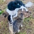 1 yaşında Border Collie kız, Çipli aşıları tam eğitimli, barınaktan kurtarıldı🐶 fotoğraf