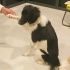 1 yaşında Border Collie kız, Çipli aşıları tam eğitimli, barınaktan kurtarıldı🐶 fotoğraf