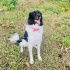 1 yaşında Border Collie kız, Çipli aşıları tam eğitimli, barınaktan kurtarıldı🐶