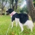 1 yaşında Border Collie kız, Çipli aşıları tam eğitimli, barınaktan kurtarıldı🐶 fotoğraf