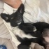 Kokoni ırkı minik Yula fotoğraf