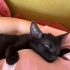 prematüre böcüküm yuva arıyor 🖤 fotoğraf