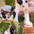 Simba Aslan ve Şila yuva ariyor fotoğraf