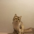 DÜNYANIN EN UYSAL KEDİSİ