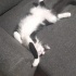 Yumuşak sevgi pıtırcığı fotoğraf