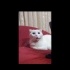 Violet Ücretsiz Sahiplendirme fotoğraf