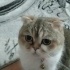 YAKLAŞIK 1 YAŞ CİVARI BRİTİSH SORTHAİR fotoğraf
