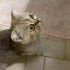 YAKLAŞIK 1 YAŞ CİVARI BRİTİSH SORTHAİR fotoğraf