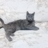 Ücretsiz Russian blue 8 aylık fotoğraf