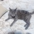 Ücretsiz Russian blue 8 aylık fotoğraf