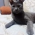Ücretsiz Russian blue 8 aylık fotoğraf