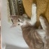 Ezel 5 aylık erkek , ev ruhlu cok uysal bir kedi fotoğraf