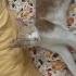 Ezel 5 aylık erkek , ev ruhlu cok uysal bir kedi fotoğraf