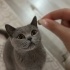 Acil ücretsiz sahiplendireceğiz fotoğraf
