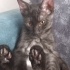 Oyun oynamayı seven akıllı bir kedi fotoğraf