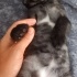 Oyun oynamayı seven akıllı bir kedi fotoğraf