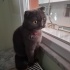 Kızımız Petek yeni yuvasını arıyor fotoğraf