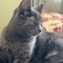 Değişik bir kedi fotoğraf