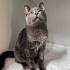 Değişik bir kedi fotoğraf