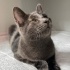 Değişik bir kedi fotoğraf