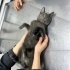 Değişik bir kedi fotoğraf