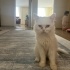Sokakta bulduk ameliyatlı fotoğraf