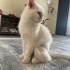 Sokakta bulduk ameliyatlı fotoğraf